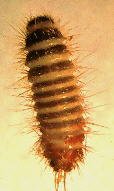carpet beetle larva